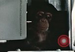 Image la formation du chimpanzé New Mexico United States USA, 1960, de la seconde 57 séquences d'archives historiques vidéo 65675065067