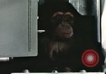 Image la formation du chimpanzé New Mexico United States USA, 1960, de la seconde 58 séquences d'archives historiques vidéo 65675065067