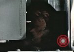 Image la formation du chimpanzé New Mexico United States USA, 1960, de la seconde 59 séquences d'archives historiques vidéo 65675065067