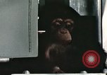 Image la formation du chimpanzé New Mexico United States USA, 1960, de la seconde 61 séquences d'archives historiques vidéo 65675065067