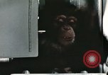 Image la formation du chimpanzé New Mexico United States USA, 1960, de la seconde 62 séquences d'archives historiques vidéo 65675065067
