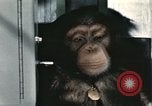 Immagine di Formazione di uno scimpanzé New Mexico United States USA, 1960, secondo 8 filmato di repertorio 65675065068