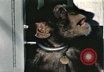 Immagine di Formazione di uno scimpanzé New Mexico United States USA, 1960, secondo 9 filmato di repertorio 65675065068