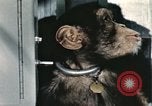Immagine di Formazione di uno scimpanzé New Mexico United States USA, 1960, secondo 11 filmato di repertorio 65675065068