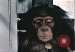 Immagine di Formazione di uno scimpanzé New Mexico United States USA, 1960, secondo 12 filmato di repertorio 65675065068