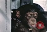 Immagine di Formazione di uno scimpanzé New Mexico United States USA, 1960, secondo 14 filmato di repertorio 65675065068
