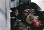 Immagine di Formazione di uno scimpanzé New Mexico United States USA, 1960, secondo 15 filmato di repertorio 65675065068
