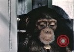 Immagine di Formazione di uno scimpanzé New Mexico United States USA, 1960, secondo 16 filmato di repertorio 65675065068