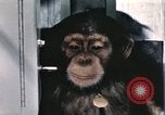 Immagine di Formazione di uno scimpanzé New Mexico United States USA, 1960, secondo 18 filmato di repertorio 65675065068
