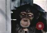 Immagine di Formazione di uno scimpanzé New Mexico United States USA, 1960, secondo 20 filmato di repertorio 65675065068