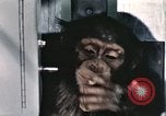 Immagine di Formazione di uno scimpanzé New Mexico United States USA, 1960, secondo 22 filmato di repertorio 65675065068