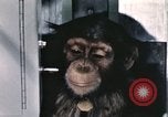 Immagine di Formazione di uno scimpanzé New Mexico United States USA, 1960, secondo 23 filmato di repertorio 65675065068