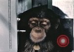 Immagine di Formazione di uno scimpanzé New Mexico United States USA, 1960, secondo 28 filmato di repertorio 65675065068