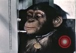 Immagine di Formazione di uno scimpanzé New Mexico United States USA, 1960, secondo 31 filmato di repertorio 65675065068
