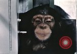 Immagine di Formazione di uno scimpanzé New Mexico United States USA, 1960, secondo 32 filmato di repertorio 65675065068
