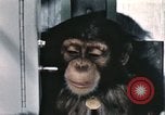 Immagine di Formazione di uno scimpanzé New Mexico United States USA, 1960, secondo 35 filmato di repertorio 65675065068