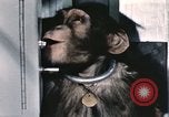 Immagine di Formazione di uno scimpanzé New Mexico United States USA, 1960, secondo 39 filmato di repertorio 65675065068