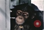Immagine di Formazione di uno scimpanzé New Mexico United States USA, 1960, secondo 42 filmato di repertorio 65675065068