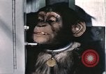 Immagine di Formazione di uno scimpanzé New Mexico United States USA, 1960, secondo 43 filmato di repertorio 65675065068