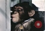 Immagine di Formazione di uno scimpanzé New Mexico United States USA, 1960, secondo 44 filmato di repertorio 65675065068