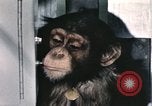 Immagine di Formazione di uno scimpanzé New Mexico United States USA, 1960, secondo 47 filmato di repertorio 65675065068