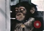 Immagine di Formazione di uno scimpanzé New Mexico United States USA, 1960, secondo 48 filmato di repertorio 65675065068