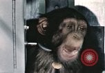 Immagine di Formazione di uno scimpanzé New Mexico United States USA, 1960, secondo 50 filmato di repertorio 65675065068