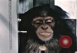Immagine di Formazione di uno scimpanzé New Mexico United States USA, 1960, secondo 51 filmato di repertorio 65675065068