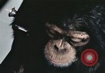 Immagine di Formazione di uno scimpanzé New Mexico United States USA, 1960, secondo 54 filmato di repertorio 65675065068