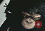 Immagine di Formazione di uno scimpanzé New Mexico United States USA, 1960, secondo 55 filmato di repertorio 65675065068