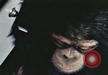 Immagine di Formazione di uno scimpanzé New Mexico United States USA, 1960, secondo 56 filmato di repertorio 65675065068