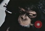 Immagine di Formazione di uno scimpanzé New Mexico United States USA, 1960, secondo 57 filmato di repertorio 65675065068