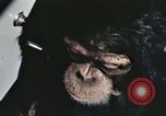 Immagine di Formazione di uno scimpanzé New Mexico United States USA, 1960, secondo 58 filmato di repertorio 65675065068