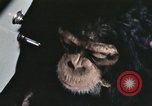 Immagine di Formazione di uno scimpanzé New Mexico United States USA, 1960, secondo 59 filmato di repertorio 65675065068