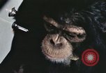Immagine di Formazione di uno scimpanzé New Mexico United States USA, 1960, secondo 60 filmato di repertorio 65675065068