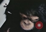 Immagine di Formazione di uno scimpanzé New Mexico United States USA, 1960, secondo 61 filmato di repertorio 65675065068