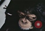 Standbild Ausbildung von Schimpansen New Mexico United States USA, 1960, aus Sekunde 9 historischem Filmmaterial Videoclip 65675065069