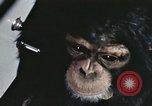 Standbild Ausbildung von Schimpansen New Mexico United States USA, 1960, aus Sekunde 12 historischem Filmmaterial Videoclip 65675065069