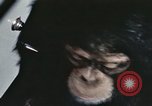 Standbild Ausbildung von Schimpansen New Mexico United States USA, 1960, aus Sekunde 14 historischem Filmmaterial Videoclip 65675065069