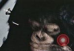 Standbild Ausbildung von Schimpansen New Mexico United States USA, 1960, aus Sekunde 15 historischem Filmmaterial Videoclip 65675065069