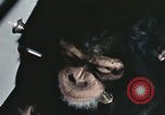 Standbild Ausbildung von Schimpansen New Mexico United States USA, 1960, aus Sekunde 17 historischem Filmmaterial Videoclip 65675065069