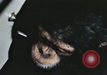 Standbild Ausbildung von Schimpansen New Mexico United States USA, 1960, aus Sekunde 19 historischem Filmmaterial Videoclip 65675065069