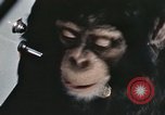 Standbild Ausbildung von Schimpansen New Mexico United States USA, 1960, aus Sekunde 27 historischem Filmmaterial Videoclip 65675065069