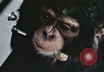 Standbild Ausbildung von Schimpansen New Mexico United States USA, 1960, aus Sekunde 32 historischem Filmmaterial Videoclip 65675065069