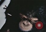Standbild Ausbildung von Schimpansen New Mexico United States USA, 1960, aus Sekunde 43 historischem Filmmaterial Videoclip 65675065069