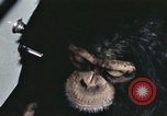 Standbild Ausbildung von Schimpansen New Mexico United States USA, 1960, aus Sekunde 47 historischem Filmmaterial Videoclip 65675065069