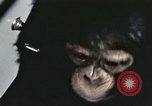 Standbild Ausbildung von Schimpansen New Mexico United States USA, 1960, aus Sekunde 50 historischem Filmmaterial Videoclip 65675065069