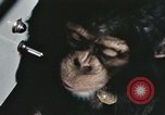 Standbild Ausbildung von Schimpansen New Mexico United States USA, 1960, aus Sekunde 51 historischem Filmmaterial Videoclip 65675065069