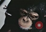 Standbild Ausbildung von Schimpansen New Mexico United States USA, 1960, aus Sekunde 54 historischem Filmmaterial Videoclip 65675065069