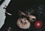 Standbild Ausbildung von Schimpansen New Mexico United States USA, 1960, aus Sekunde 55 historischem Filmmaterial Videoclip 65675065069